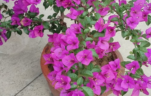 夏至养心