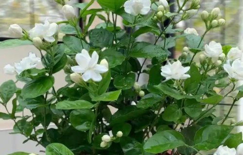 我家有盆茉莉花