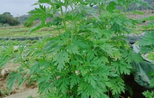 七律•益母草