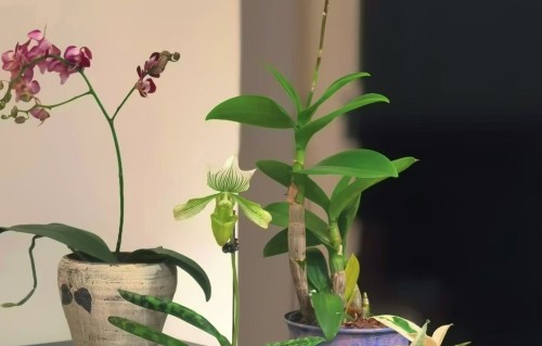 思帝乡·泉井眼