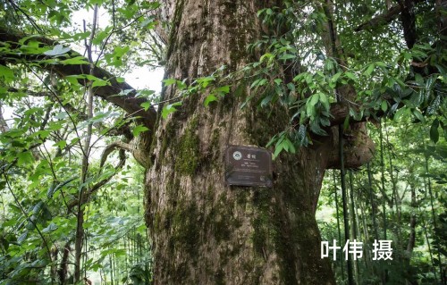 苦槠树