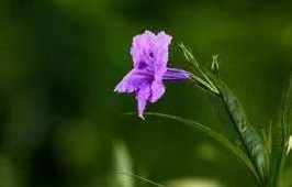 《蓝花草》(三)