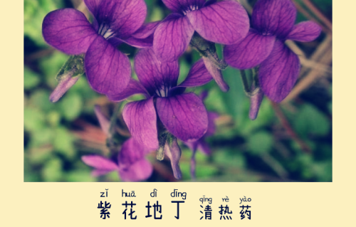 本草风物｜紫花地丁（现代诗）