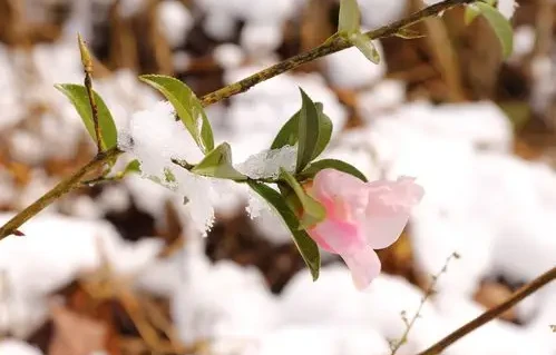 五绝·春比冬寒