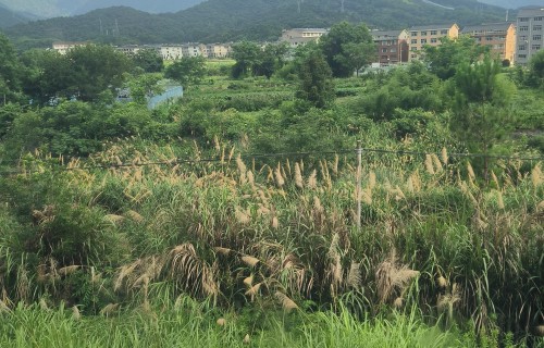 吟途遇蒹葭