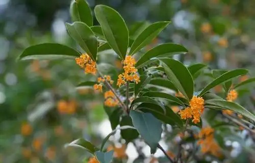 《桂花落》