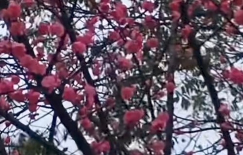 巫山一段云·春意托梅笔