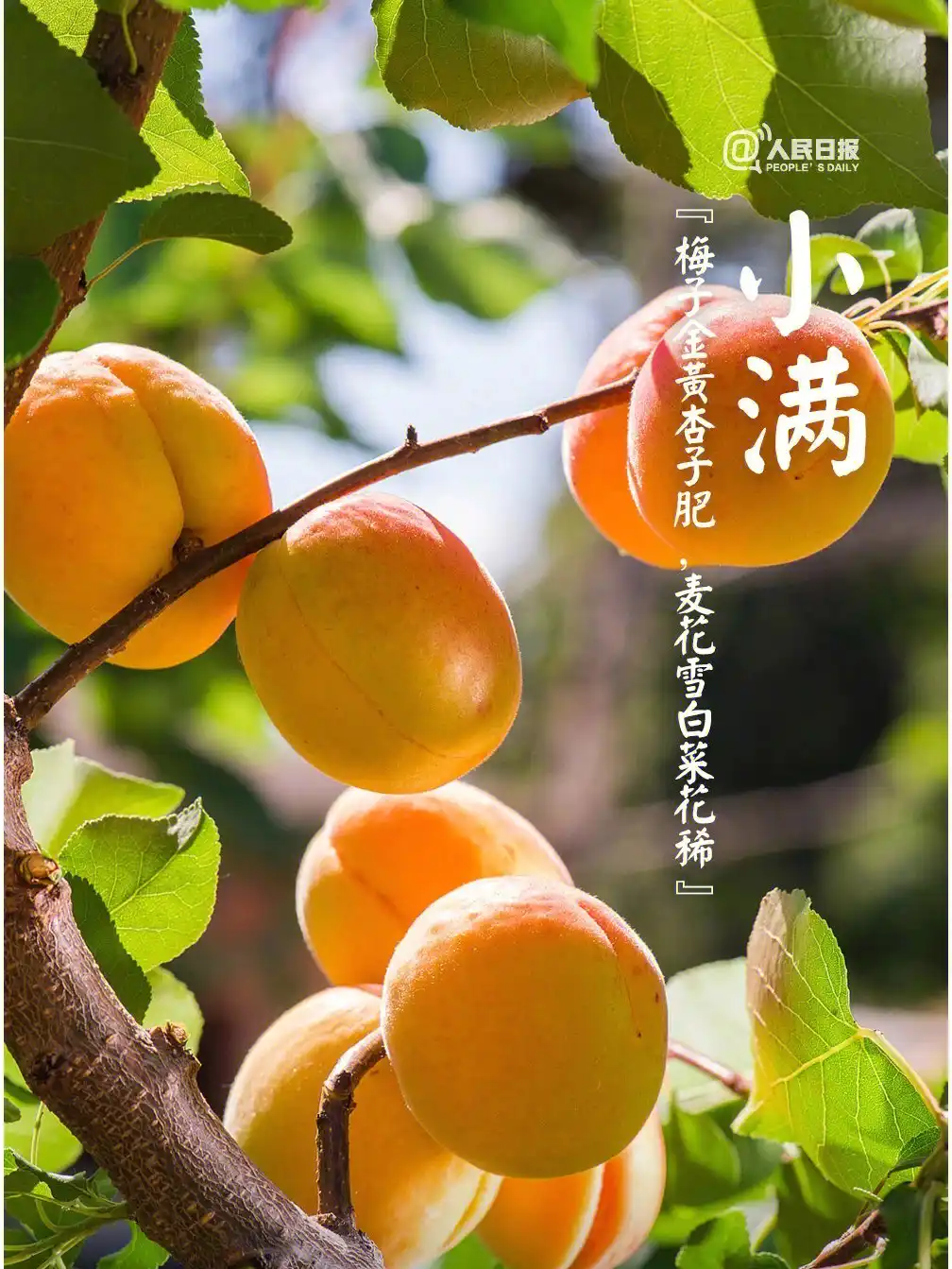 1747726156342.webp