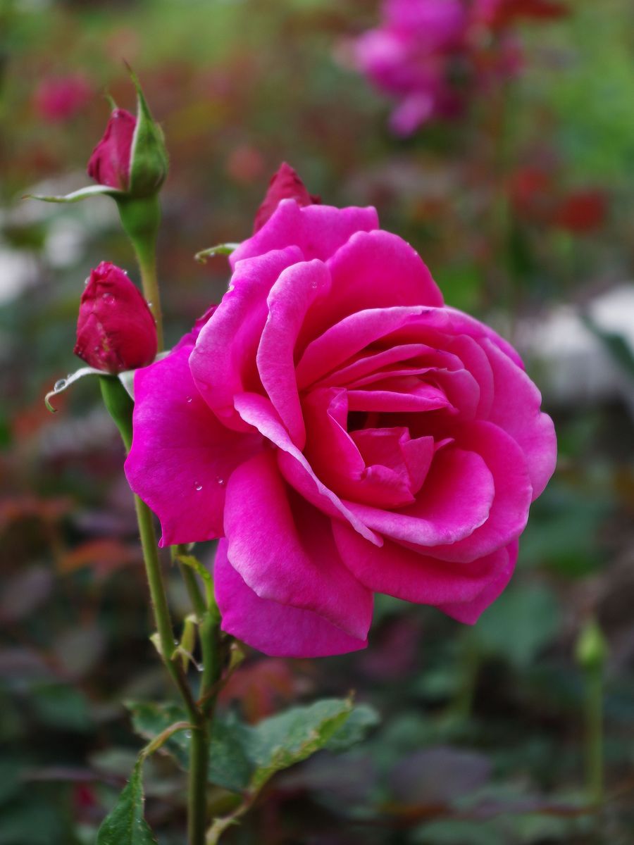 dc638724ac06ef1905f0dfba6b45d3b8.jpg