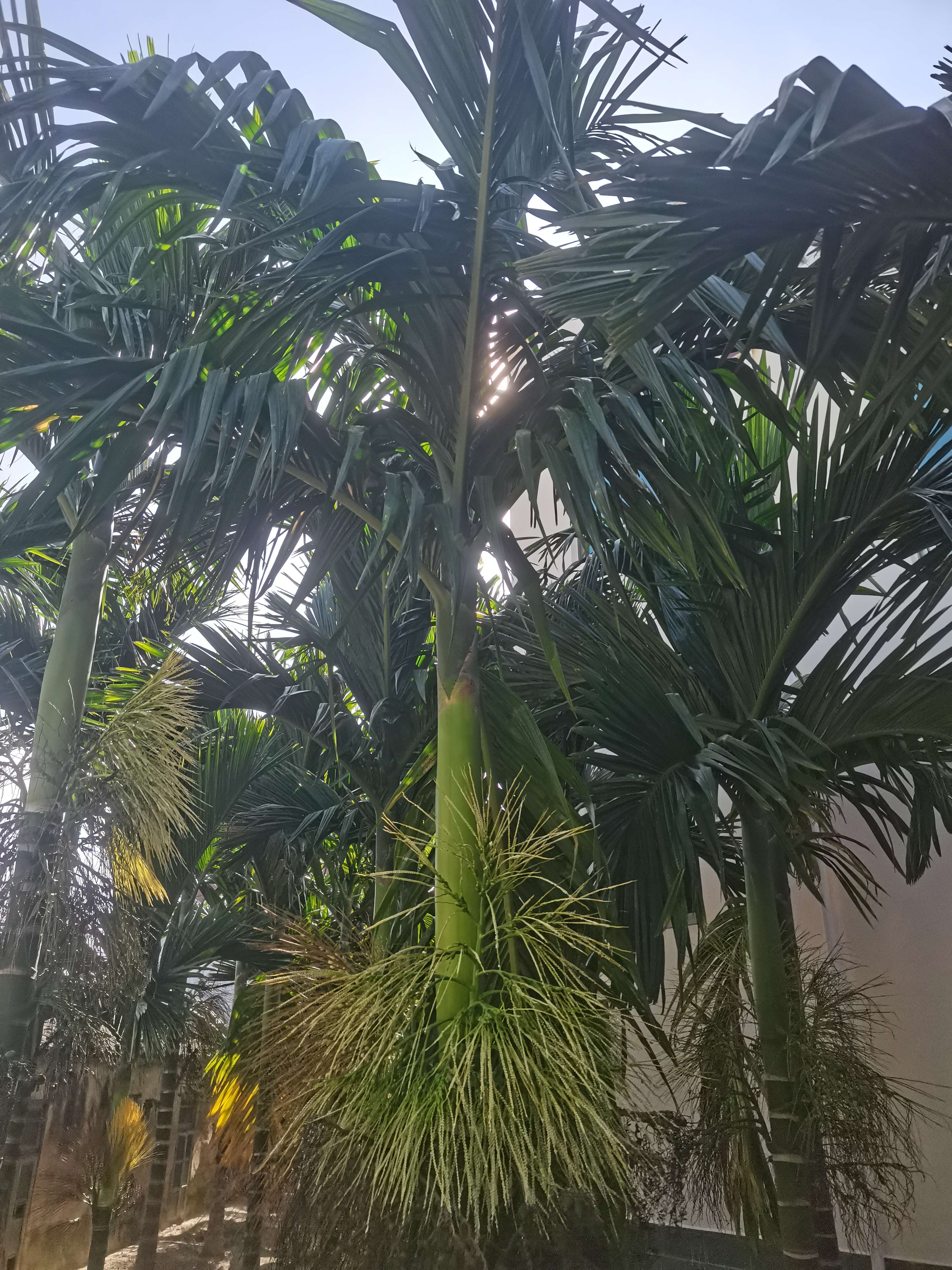 IMG_20250726_085702.jpg IMG_20250726_085702.jpg