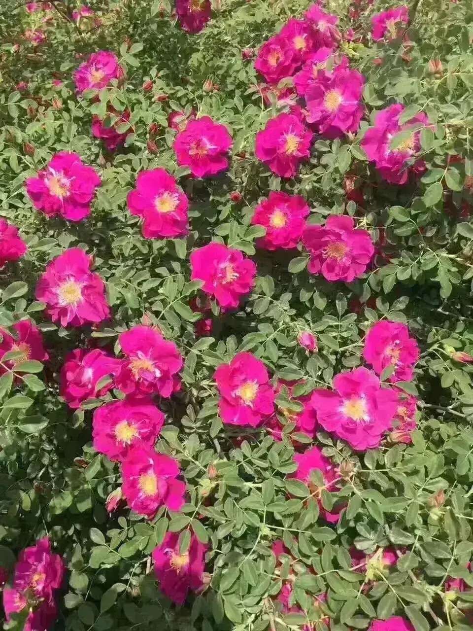 F20583BE-9D08-4C00-8881-FE259DA9A564.jpeg F20583BE-9D08-4C00-8881-FE259DA9A564.jpeg