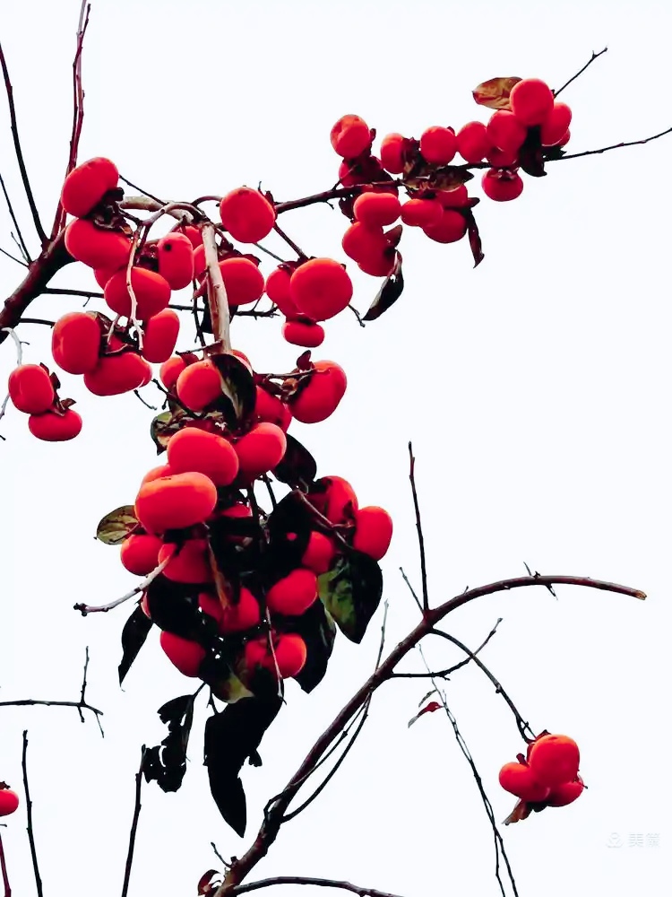 ss2.meipian (1)_edit_257185331299296.jpg