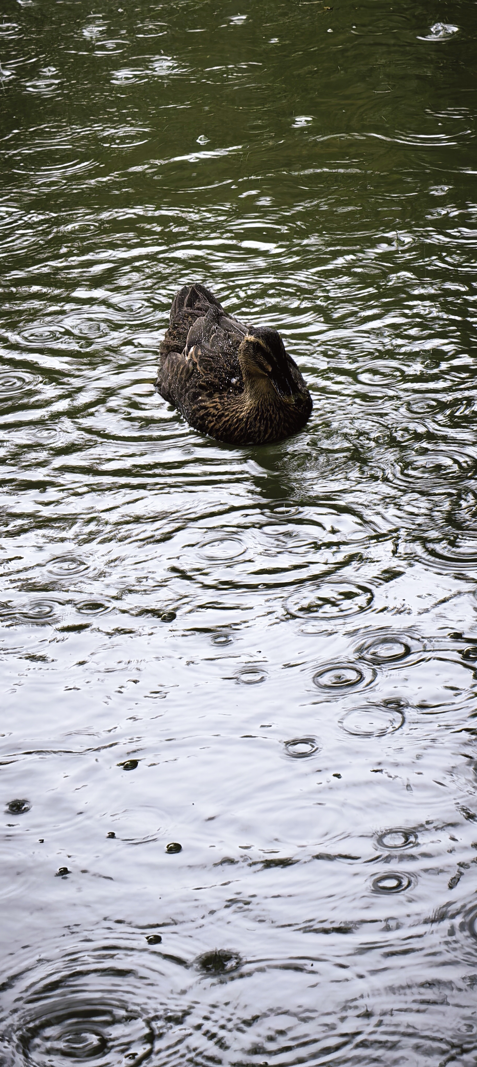 IMG_20251012_165711.jpg IMG_20251012_165711.jpg