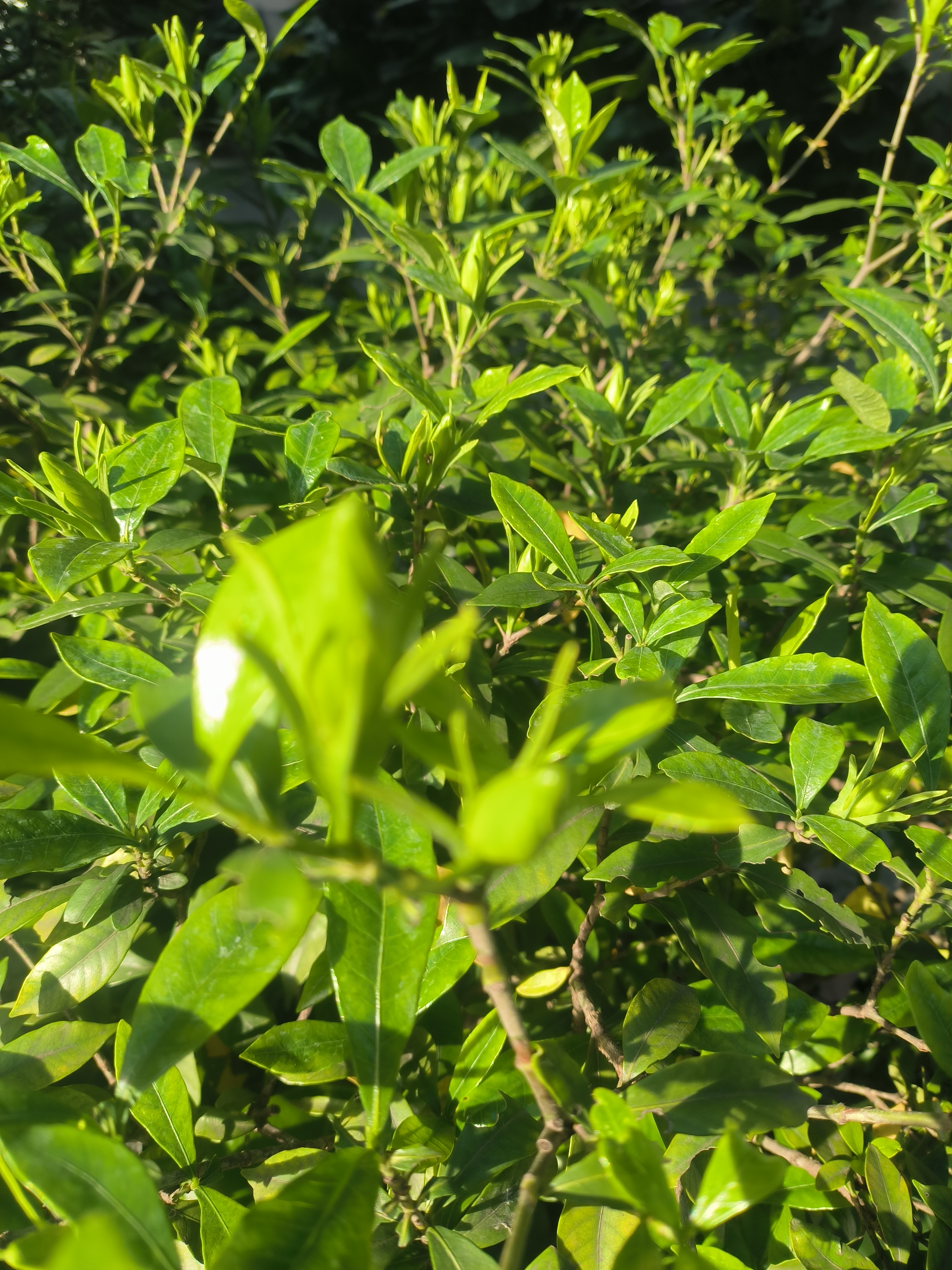 IMG_20260505_074045.jpg